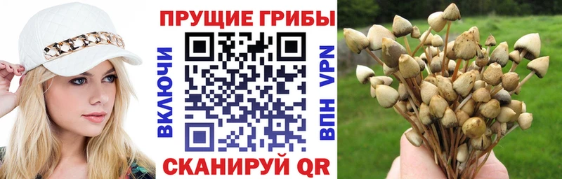 Галлюциногенные грибы Cubensis  Омутнинск 